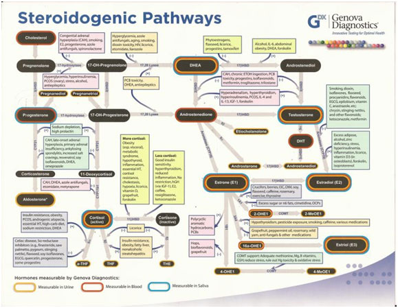Other Hormones - The Steroidogenic Pathways - DHEA ...