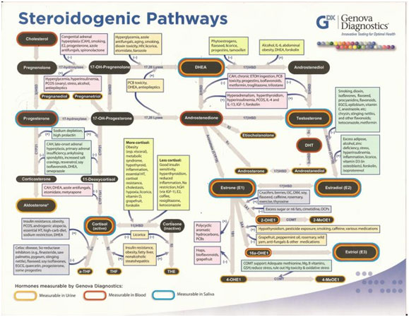 The-Steroidogenic-Pathways