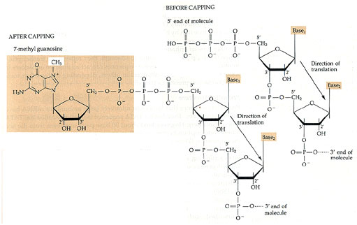 Growth Hormone - Growth Hormone Reno NV