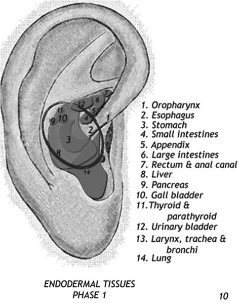 Liver as Nidus of Allergy