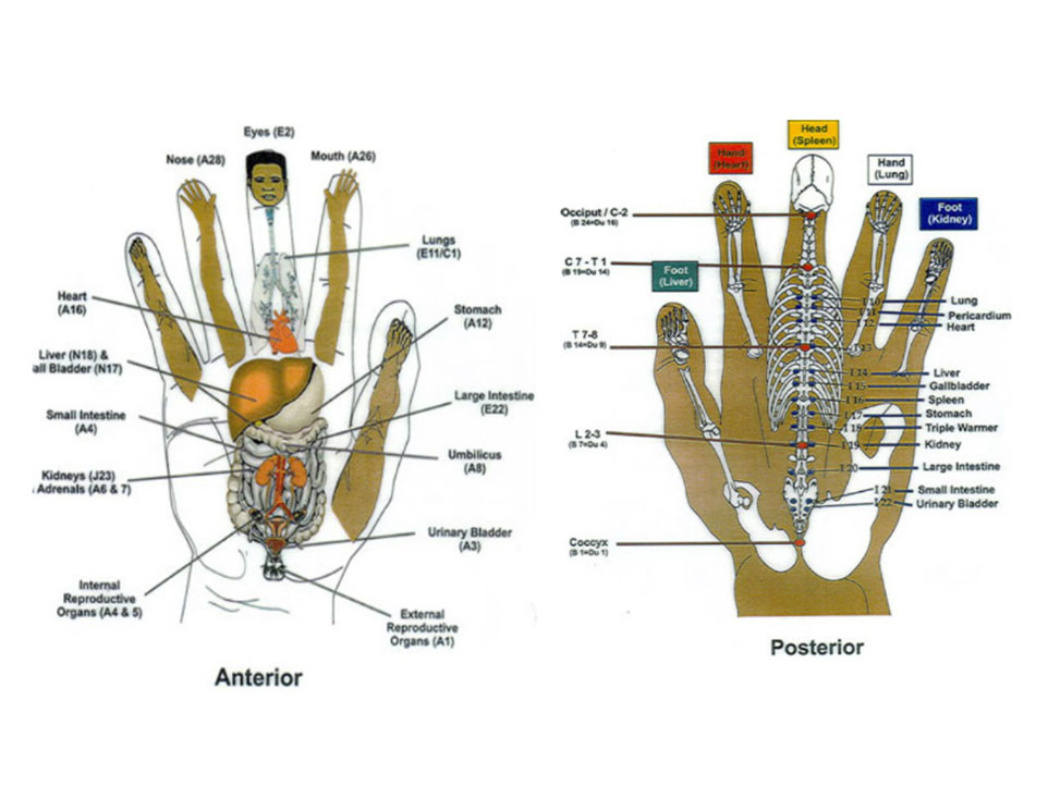 phase-1 -  Rapid auriculotherapy technique Reno NV  