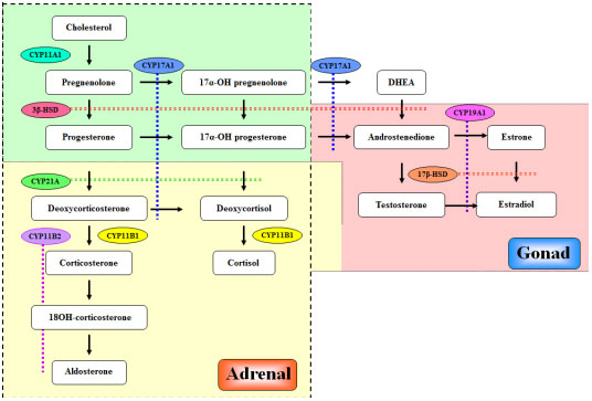 The Steroidogenic Pathways - Anti-Aging Medicine Reno NV