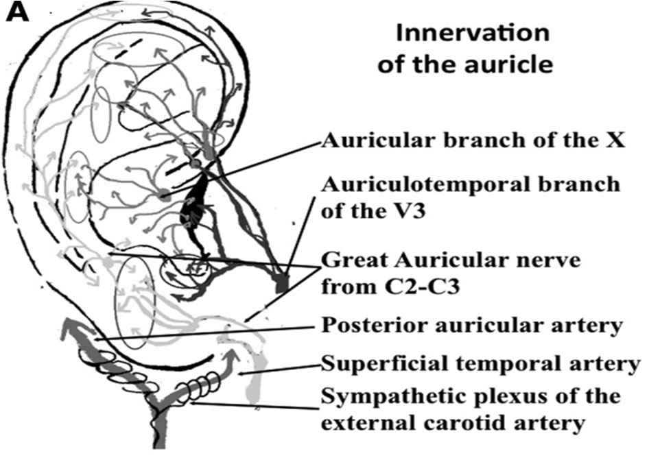innervaction of auricle -  Rapid auriculotherapy technique Reno NV 