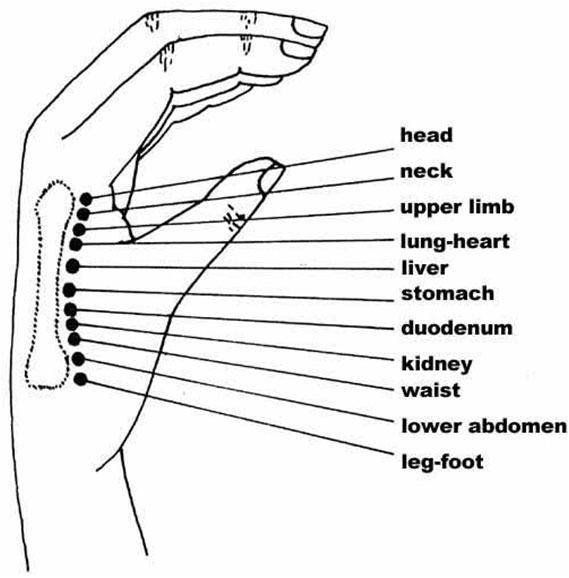 Acupuncture Needle Placement Chart