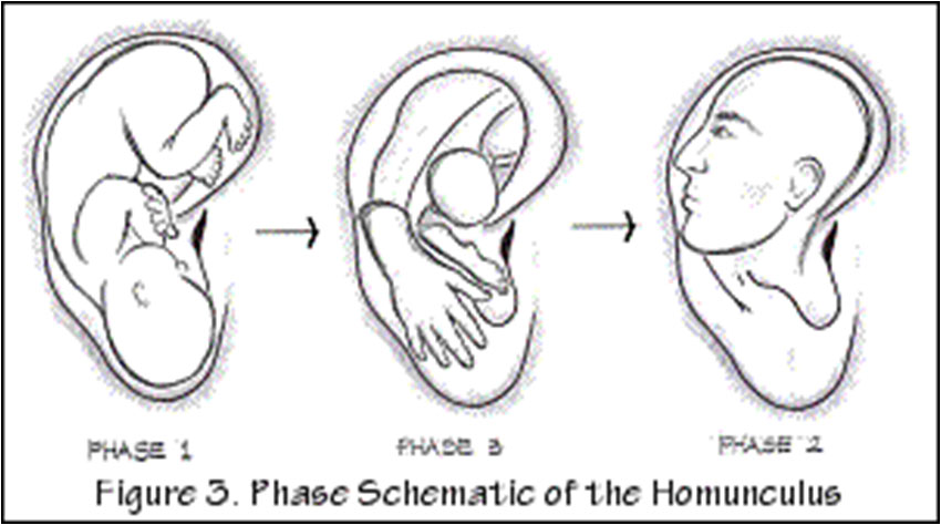 The Three Phases -  Rapid auriculotherapy technique Reno NV 