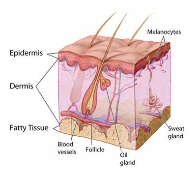 highly magnified graphic of the skin with its parts -  Evoke in Reno NV